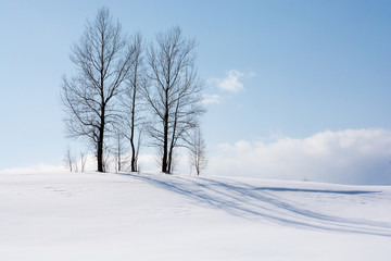 雪の丘の冬木立と青空　美瑛町