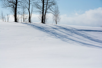 Fototapeta na wymiar 雪原に伸びる冬木立の影　美瑛町