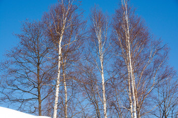 冬の青空とシラカバ