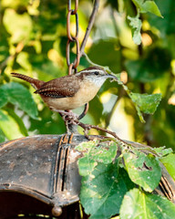 Carolina Wren