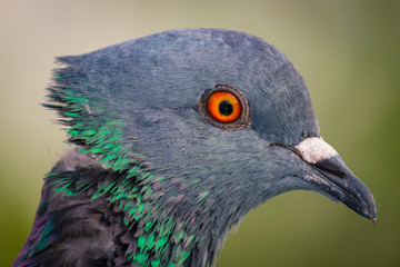 Beatiful close up of a pigeon