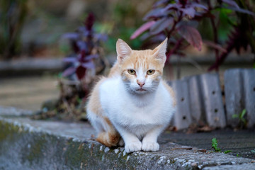 Portrait of a white-red cat on the sidewalk 4 © Denis Martynov