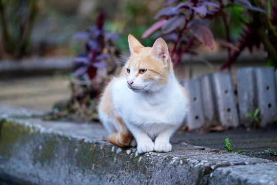 Portrait of a white-red cat on the sidewalk 1