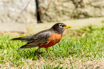 Robin