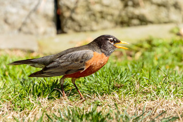 Robin