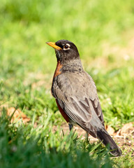 Robin
