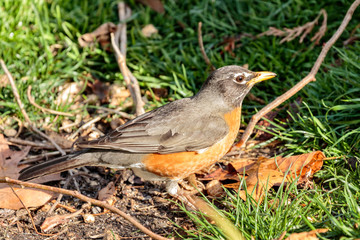 Robin