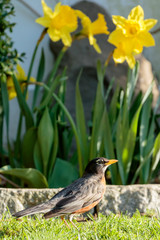 Robin