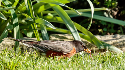 Robin