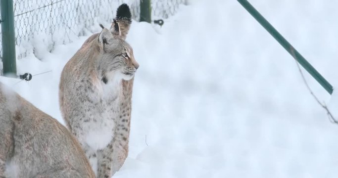 Luchs im Schnee 4k DCI 50p