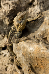 Agama stellio, Laudakia stellio (Stellagama stellio).
