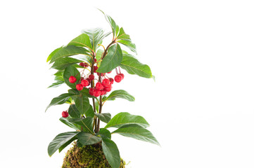 やぶこうじ 苔玉