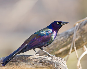 Common Grackle
