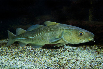 Fototapeta premium Atlantic cod (Gadus morhua).