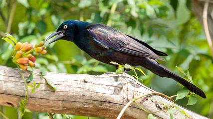 Common Grackle