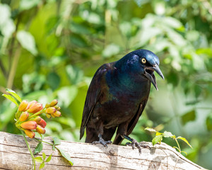 Common Grackle