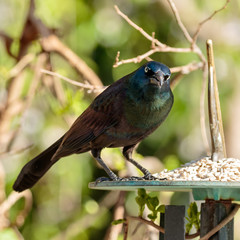 Common Grackle