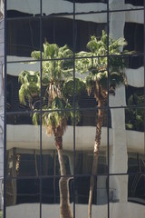 Palm trees reflecting in building glass