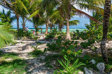 Tropical garden on the island of Costa Maya, Mexico