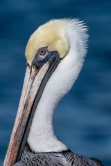 Brown Pelican portrait