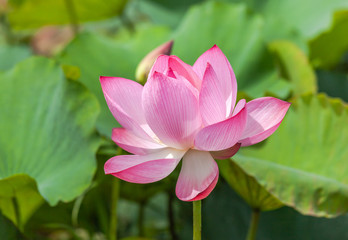 Close up pink lotus flower or Sacred lotus flower ( Nelumbo nucifera ) with green leaves blooming...