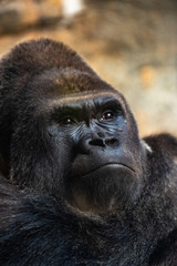 Portrait of a powerful gorilla with expressive eyes.