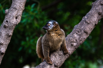 Lemur mongoose, Eulemur mongoz Lemuridae, resting on a branch in a jungle.