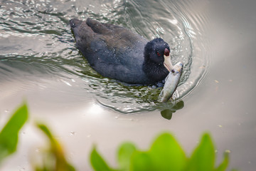 Black duck trying to eat a fish