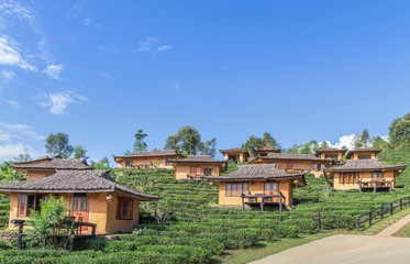          Landscape view of Ban rak thai Chinese community village is Chinese Kuomintang refugees who escaped the communists in 1949 in Pai, Mae Hong Son, Thailand with tea plantation under blue sky