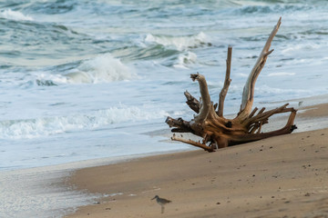 Driftwood