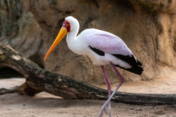 Portrait of a slender African Tantalus, yellow billed stork, walking on the sands of a rocky beach. Mycteria ibis.