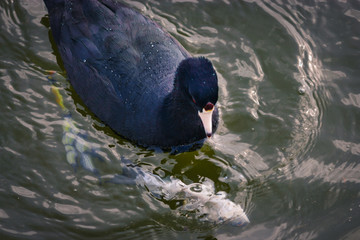 Black duck trying to eat a fish