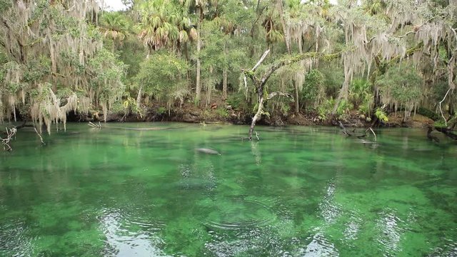 Manatee at Blue Springs State Park