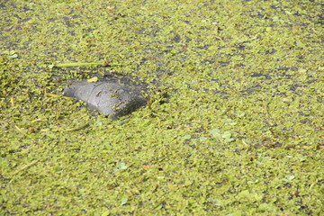 Manatee eating sea grass at Blue Springs State Park