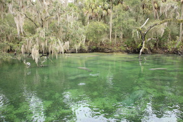 Manatee at Blue Springs State Park