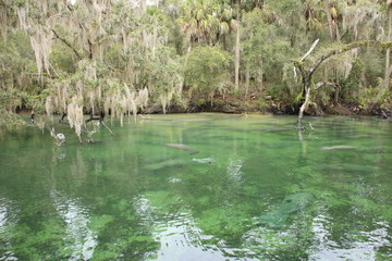 Manatee at Blue Springs State Park