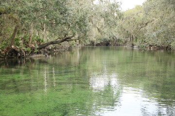 Manatee at Blue Springs State Park