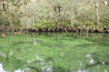 Manatee at Blue Springs State Park