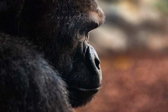 Portrait of a powerful gorilla with expressive eyes.