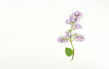 Beautiful Lilac branch isolated on white background. Flat lay, top view. Spring floral concept
