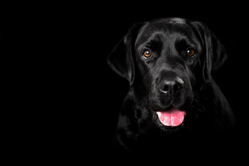 Black Labrador studio portrait on black and white background - Powered by Adobe