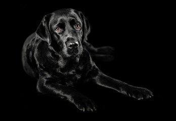 Black Labrador studio portrait on black and white background