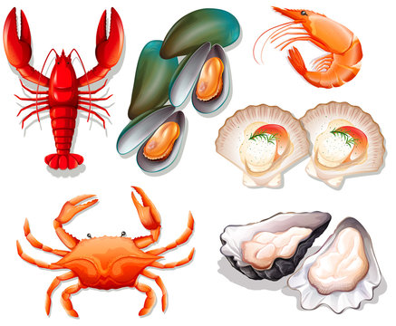 Set of seafood on white background