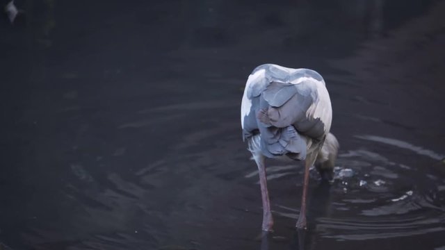 Open-billed stork hunting some food in little pond 5