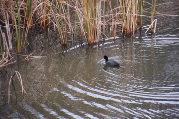 A pond where emergent plant grows thick.