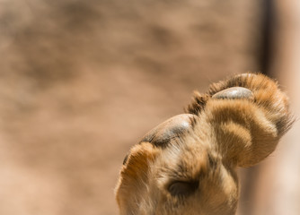 Lion Paw With Copy Space