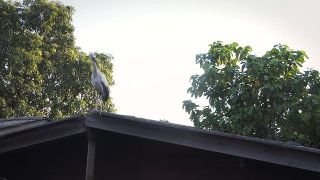 Open-billed stork staying on the roof with some hard light 4