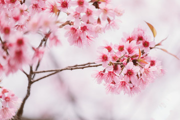 Wild Himalayan Cherry with blue sky and cloud background. Thai sakura blooming during winter in khun wang, Chaing mai, Thailand