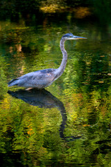 Great Blue Heron