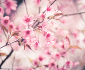 Fototapeta premium Wild Himalayan Cherry with blue sky and cloud background. Thai sakura blooming during winter in khun wang, Chaing mai, Thailand